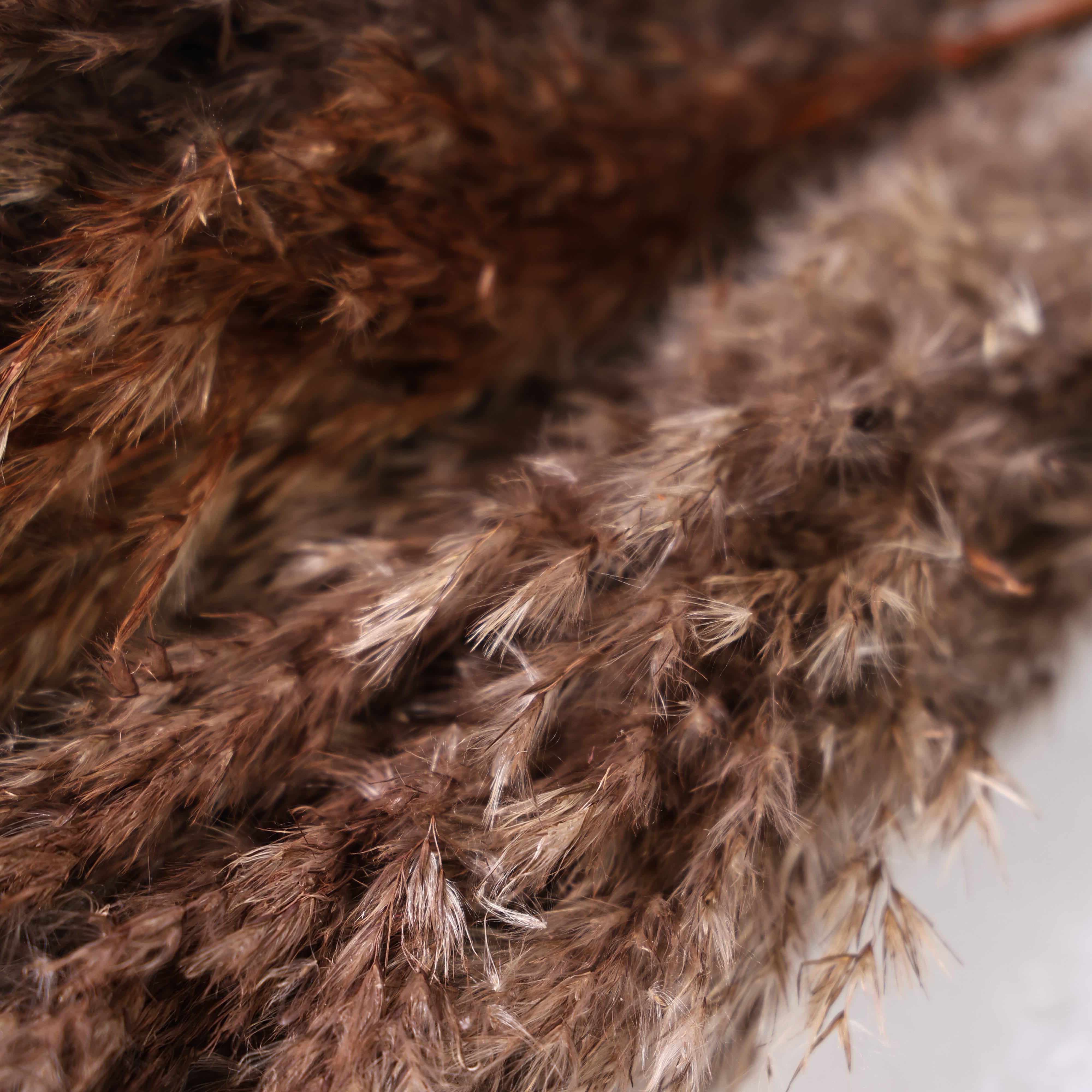 Dried Pampas Grass - Brown