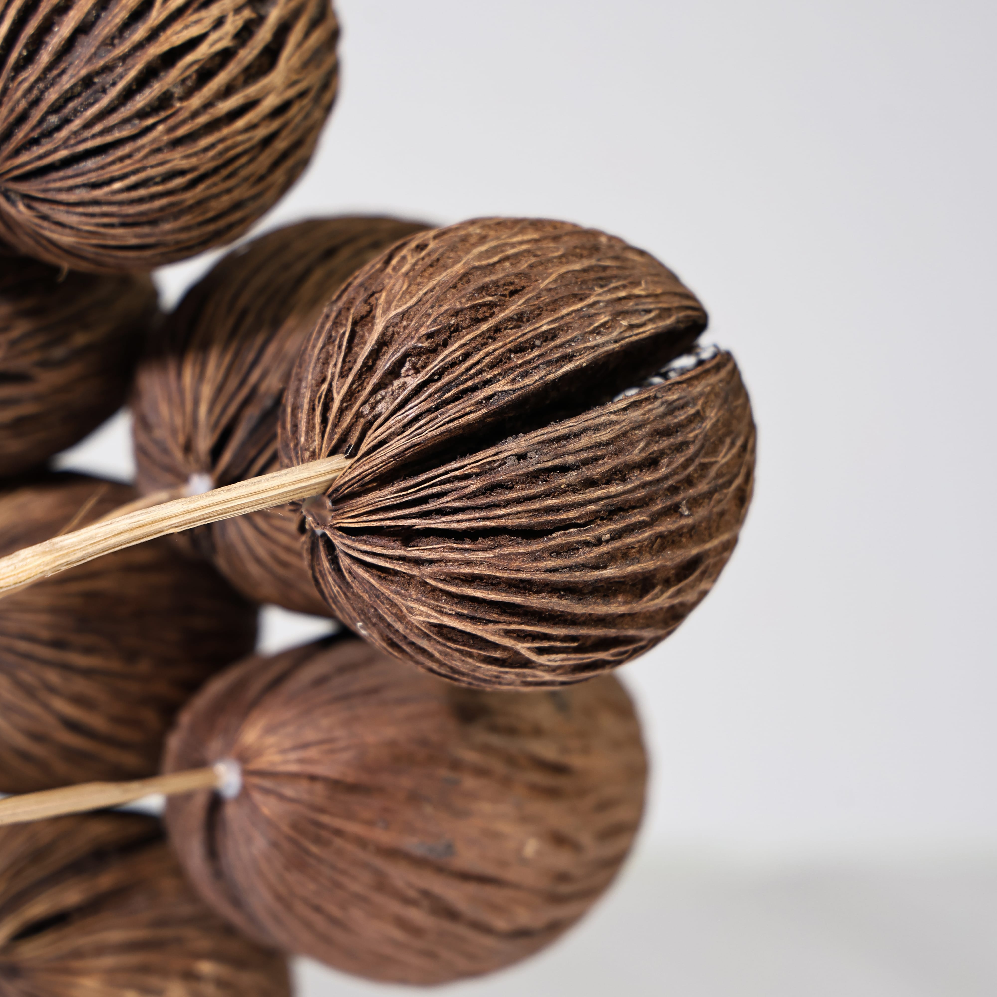 Cocoa Sola Pods