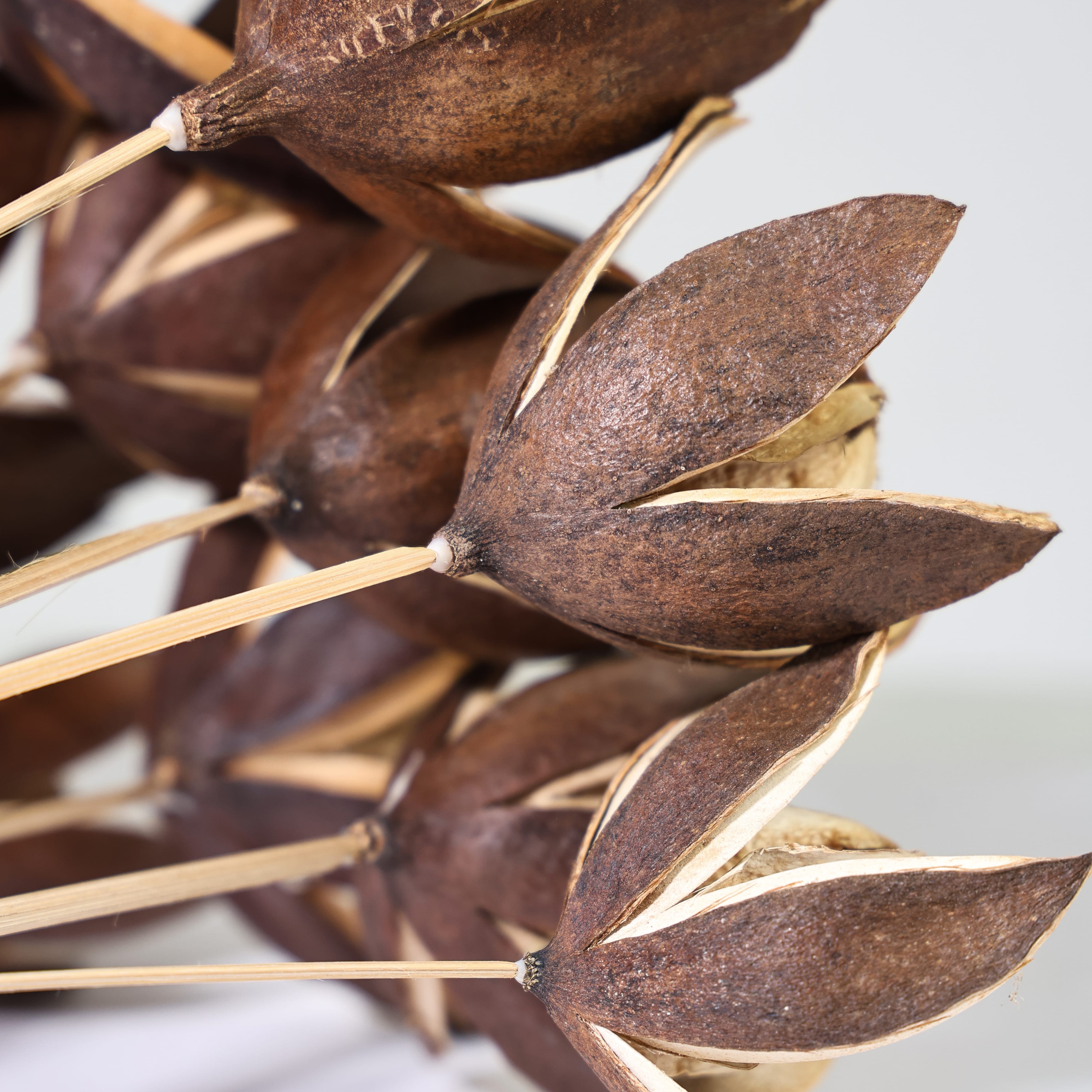 Dried Curly Palm Open