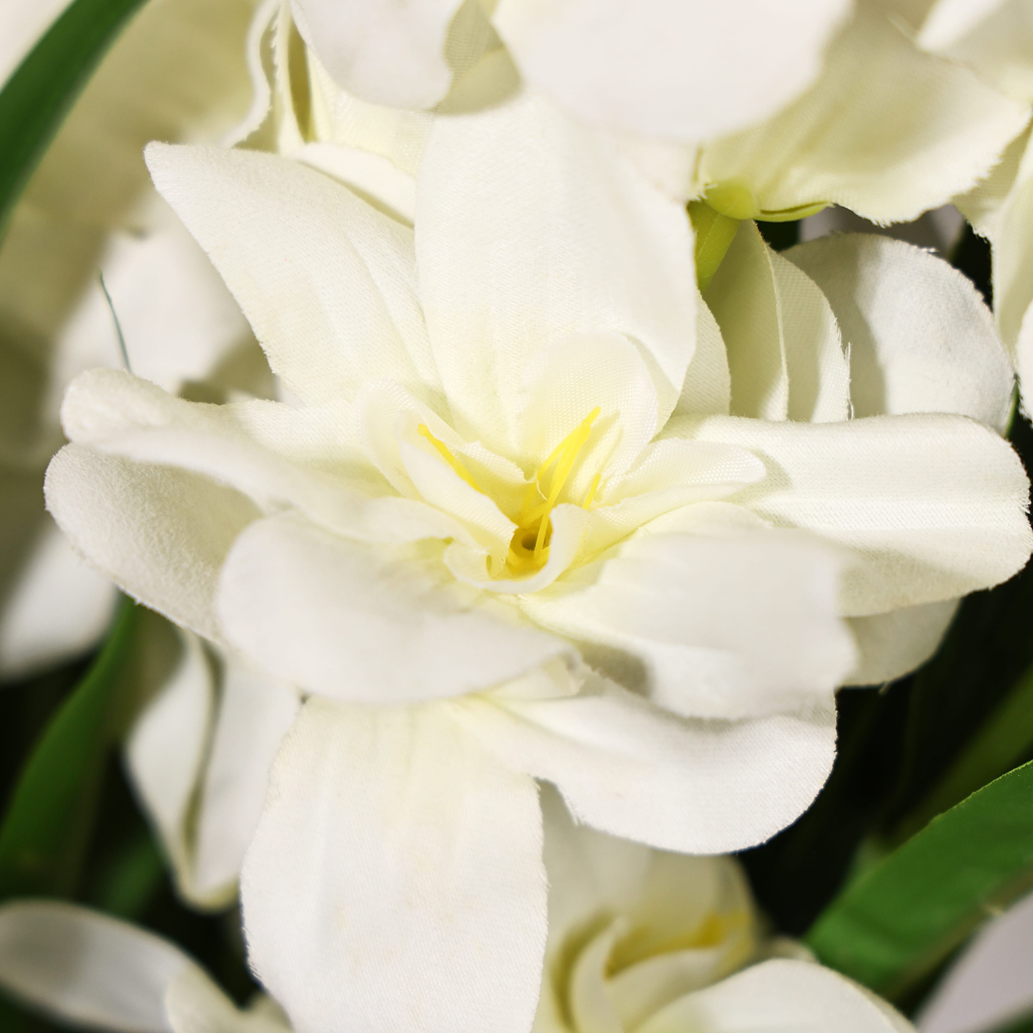 White Gladiolus