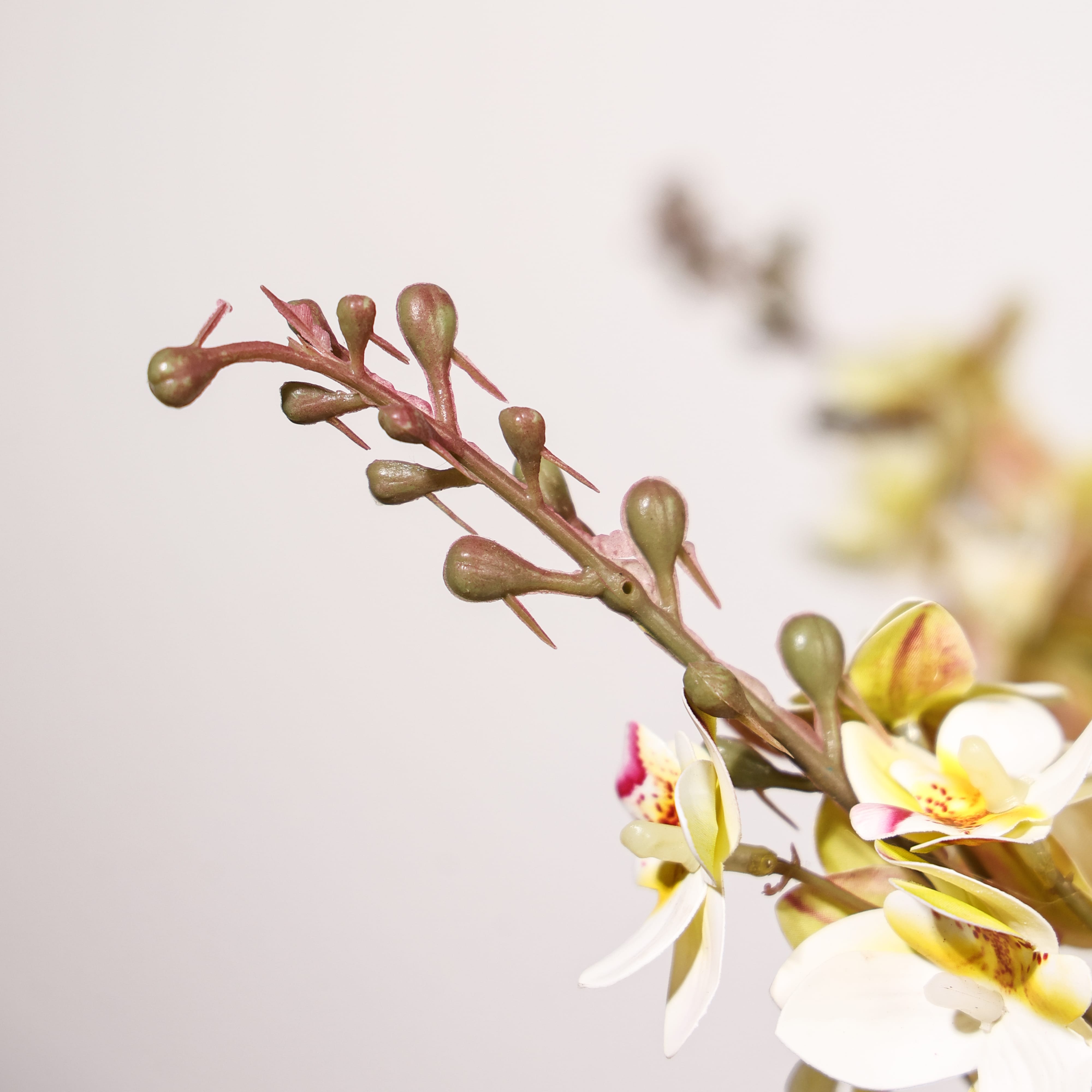 White Orchid
