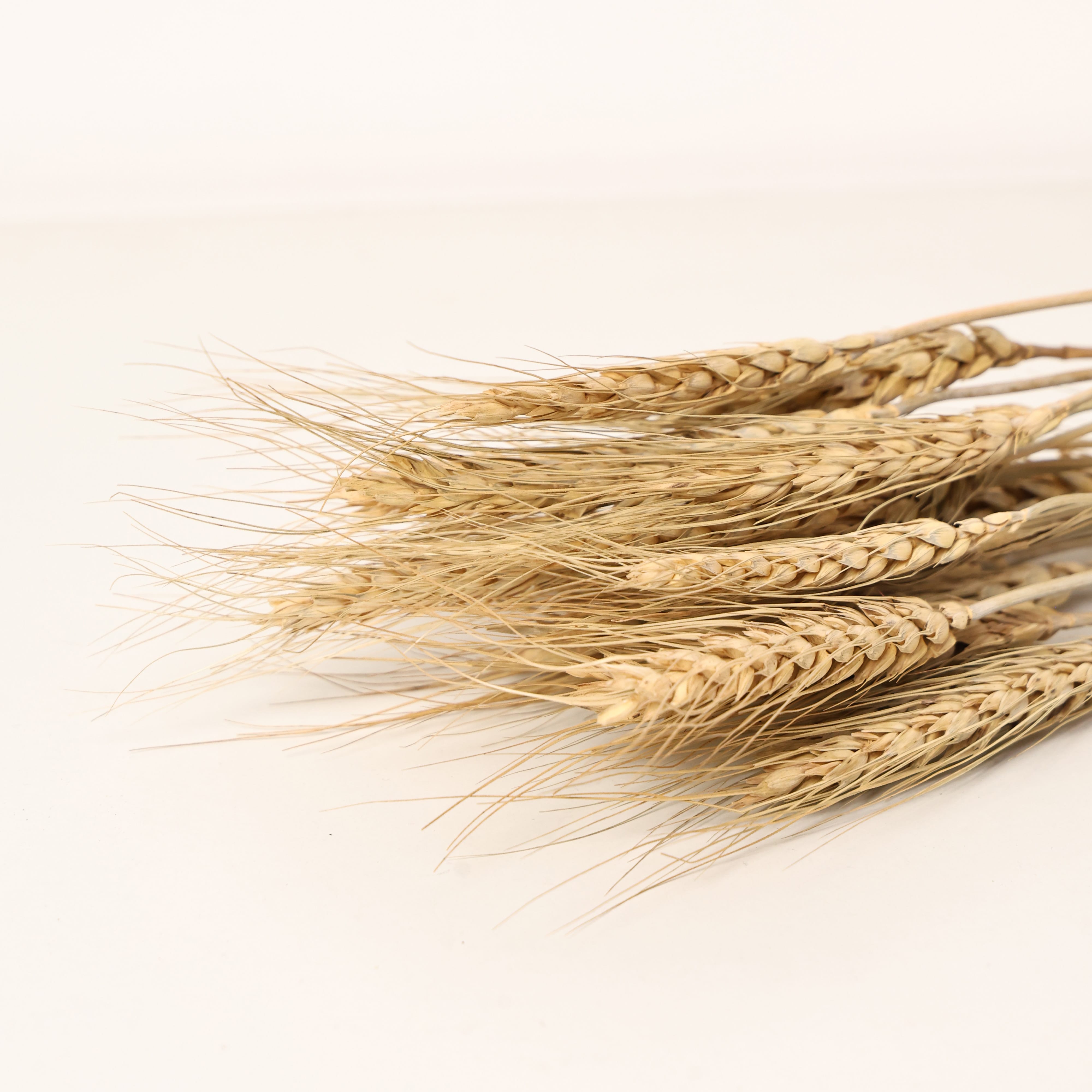 Dried Wheat Stalks